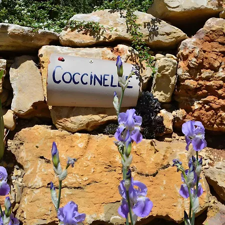 Coccinelle אלמן-אן-פרובאנס