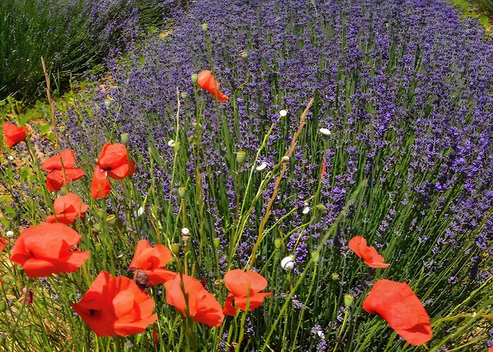 Coccinelle Holiday home Allemagne-en-Provence